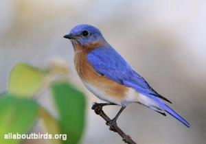 eastern_bluebird_allaboutbirds